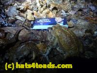 /home//u458753944/public_html/sourcegallery//Roxborough Toad Detour/2013-2019/2015/11079380_10206616023268207_6815124900423463180_o.jpg
